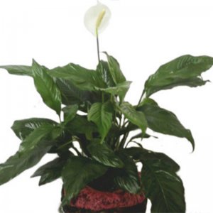 עציץ ספטיפליום