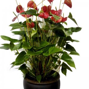 עציץ אנטוריון