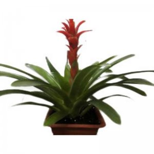 עציץ גוזמניה